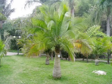 Ravenea rivularis (Majesty Palm) specimen tree.
