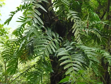 rhaphidophora-decursiva-1