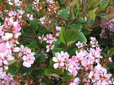 rhaphiolepis-apple-blossom-