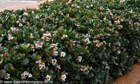 Rhaphiolepis umbellata nicely trimmed hedge.