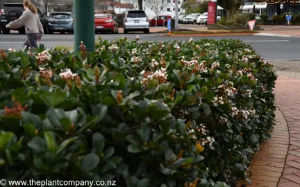 Rhaphiolepis umbellata hedge with elegant white flowers.