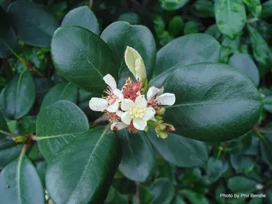 rhaphiolepis-umbellata-3