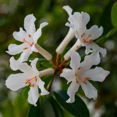 rhododendron-aravir-