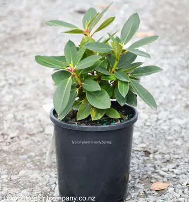 Rhododendron 'Black Magic' plant for sale at The Plant Company nursery.
