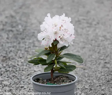 Rhododendron 'Christmas Cheer' plant for sale at The Plant Company nursery in spring.