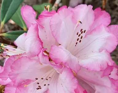 Rhododendron 'Peach Delight' stunning pink flowers.