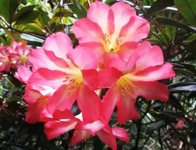 rhododendron-pink-jazz--1