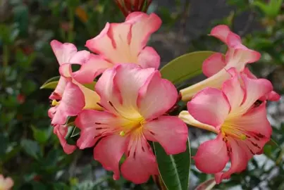 rhododendron-pink-jazz--2