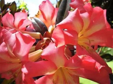 rhododendron-pink-jazz-
