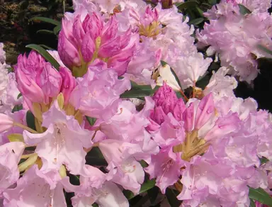 rhododendron-pontiyak-