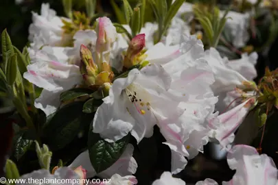 rhododendron-princess-alice--1