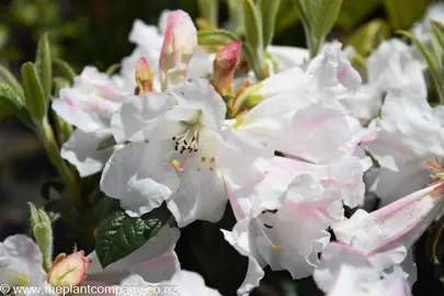 rhododendron-princess-alice--2