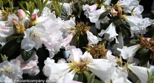 rhododendron-princess-alice-