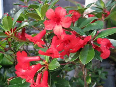 rhododendron-red-mountain-