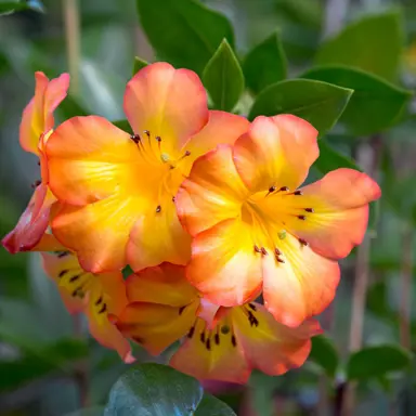 Rhododendron 'Simbu Sunset' orange flowers.