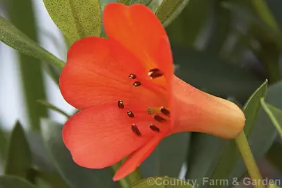 rhododendron-saxon-glow-7