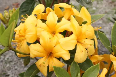 rhododendron-butterscotch-