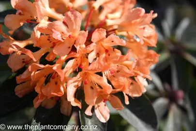 rhododendron-golden-charm-3