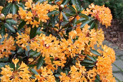 rhododendron-golden-charm-4
