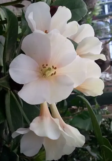 rhododendron-white-knight-1