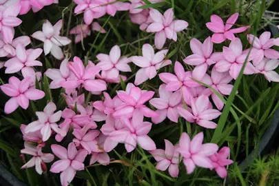 Rhodohypoxis 'Fred Broome' plants with pink flowers and fine green foliage.