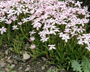 rhodohypoxis-parvula-1