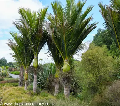 Rhopalostylis sapida palms growing as a cluster.