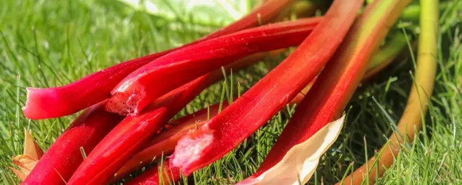 Rhubarb 'Ruby Red' red stems.