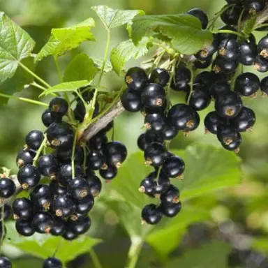 Ribes 'Ben Mapua' shrub with dark black berries amidst lush, green foliage.
