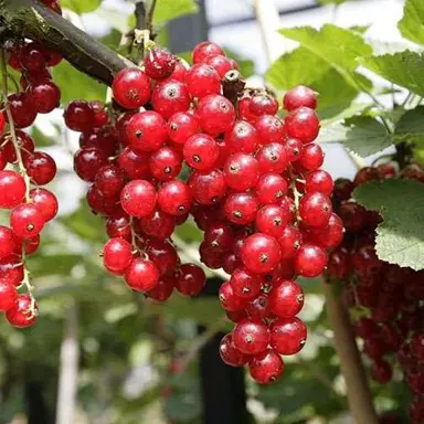 Ribes 'Gloria de Versailles' (red currant) fruit hanging on a shrub.