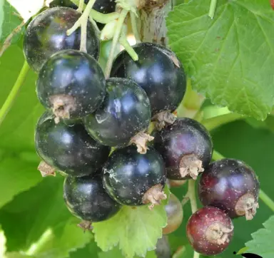 Ribes 'Sefton' (Blackcurrant) berries amidst green foliage.