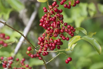 Ripogonum scandens climber with masses of red berries.