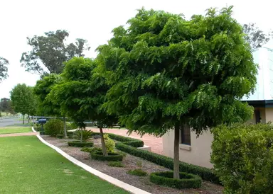 robinia-mop-top-4