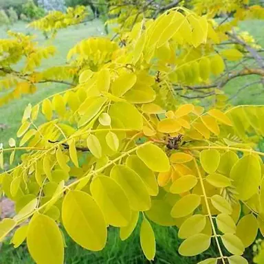 robinia-frisia-3