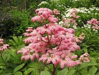 Rodgersia 'Chocolate Wing' plant with 'fluffy' pink flowers above lush, green foliage.