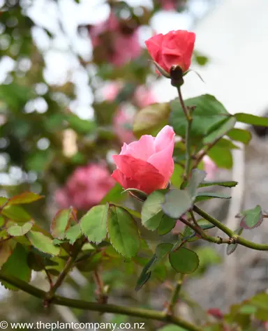 rose-ann-turner-climbing--1