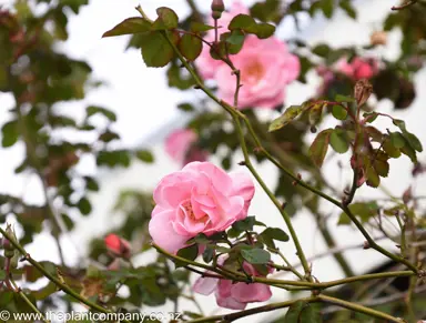 rose-ann-turner-climbing--2