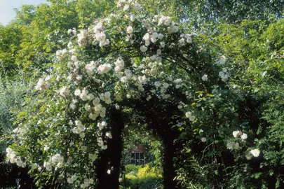 rose-banksia-alba-3