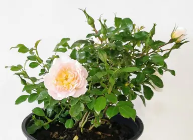 rose-cream-dream-