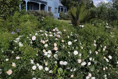 rose-cream-dream-1