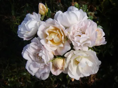 rose-cream-dream-2