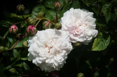 Rose 'Felicite Perpetue' double, white flowers on a scrambing shrub.