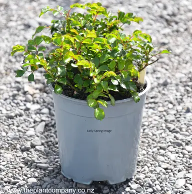 Rose 'Flower Carpet Gold' plant for sale at The Plant Company nursery in Spring.
