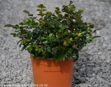 Rose 'Flower Carpet Mini Cherry' plant for sale at The Plant Company nursery.
