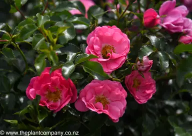rose-flower-carpet-pink--1