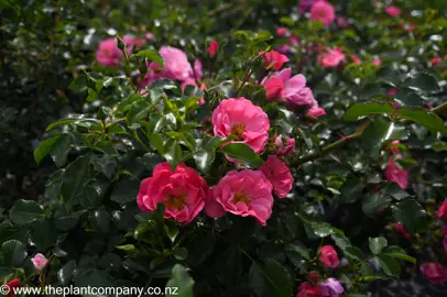 rose-flower-carpet-pink--2