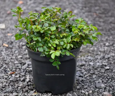 Rose 'Flower Carpet Pink' plant for sale at The Plant Company nursery.