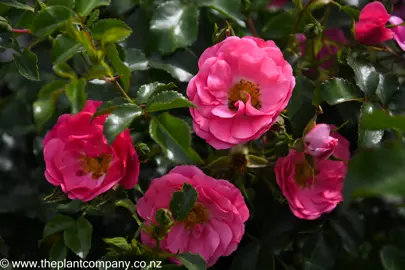 rose-flower-carpet-pink-