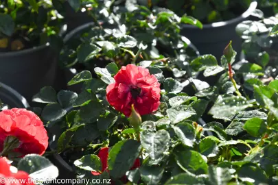 rose-flower-carpet-scarlet--1