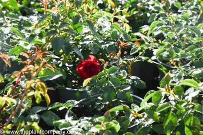 rose-flower-carpet-scarlet--2